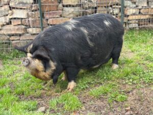 kunekune Trish gilt
