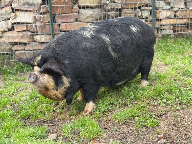 kunekune Trish gilt